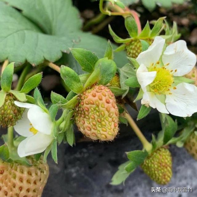 阳台种草莓，3分钟就学会，1年结果三四茬，果实多到吃不完