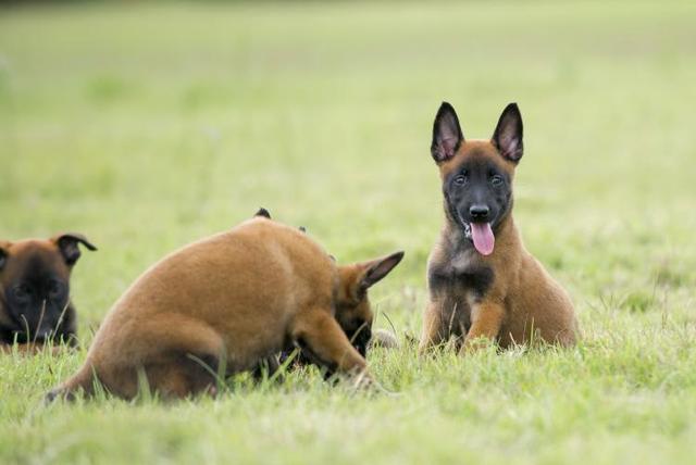 马犬幼犬怎么饲养