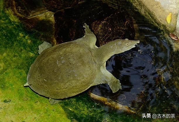 山瑞鳖的生物学特性及人工养殖技术