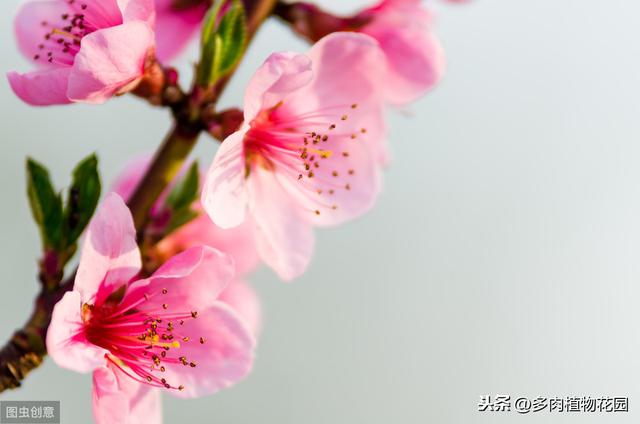 腊梅不是梅花，落花后做好这一点，来年开花不断