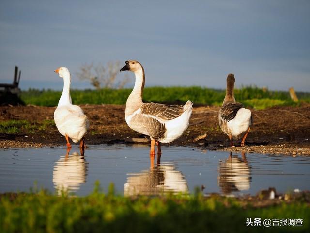 你知道吗？舒兰市在“铁锅炖大鹅”的产业链里，蕴藏着6个多亿元的商机