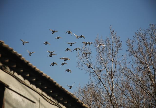 现代信鸽运动在中国发展近百年，每年办赛超20000场