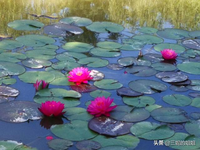 我家有个后花园，一年四季基本都有花开，你知道吗？