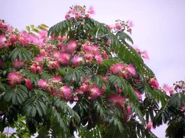 千娇百媚芙蓉花