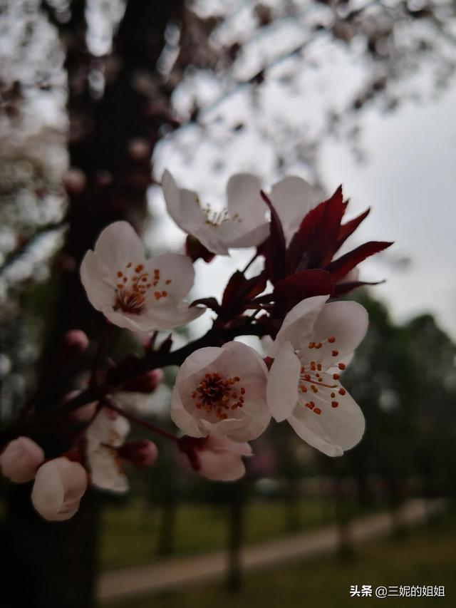 我家有个后花园，一年四季基本都有花开，你知道吗？