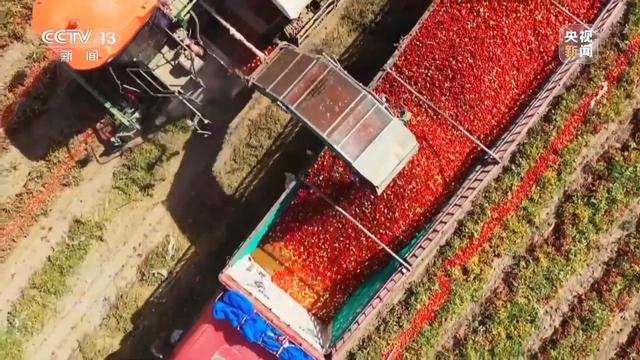 焦点访谈丨深耕科技沃土 培植智慧农业