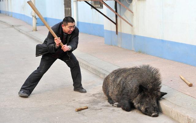 长春街头隔离期惊现2头野猪，没通行证上路乱跑，野猪为何进城？