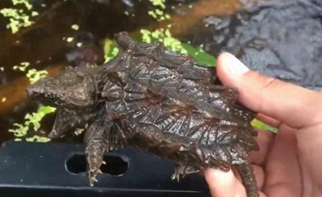 鳞头大鳄龟生物学特性及养殖技术