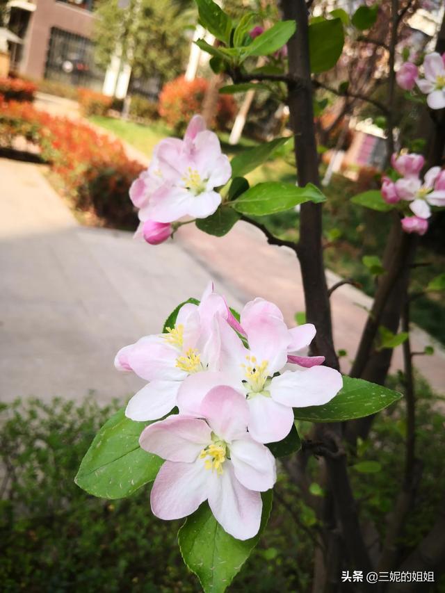 我家有个后花园，一年四季基本都有花开，你知道吗？