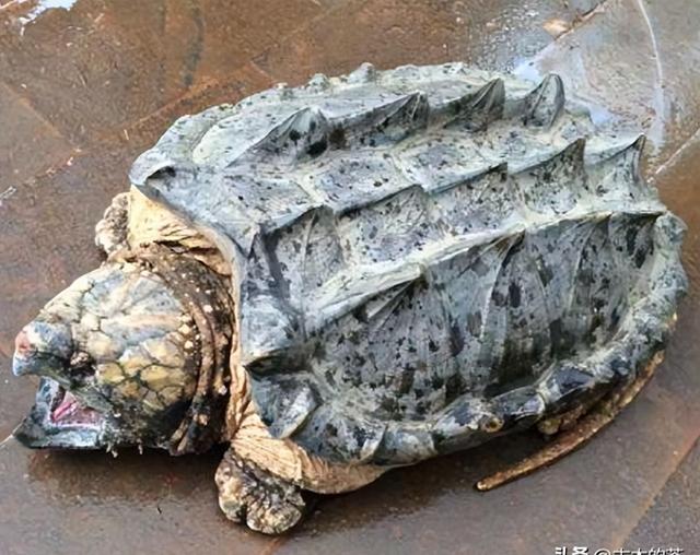 鳞头大鳄龟生物学特性及养殖技术