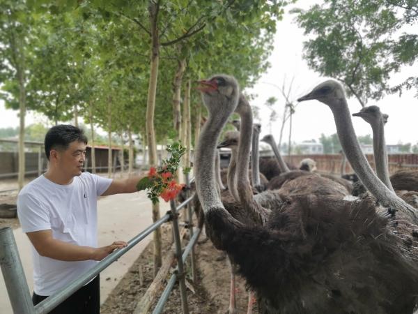 郏县夫妇直播养鸵鸟