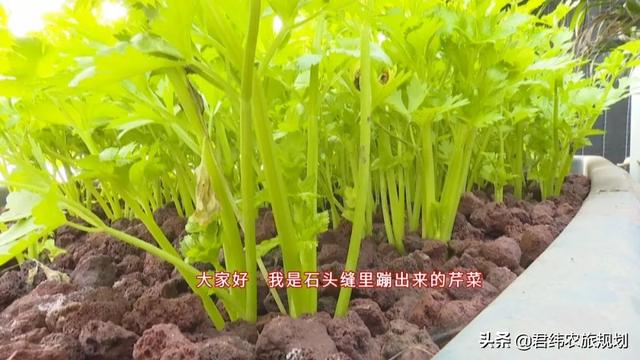 “鱼菜共生”：新型大棚经济又好看