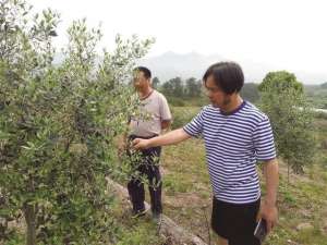 油橄榄树养殖方法(这里有一片生长旺盛的油橄榄树 浙江佰帆农业开发有限公司成功引种)