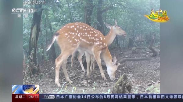 手动撒盐、鹿脸识别 江西桃红岭的小鹿专属保护计划→