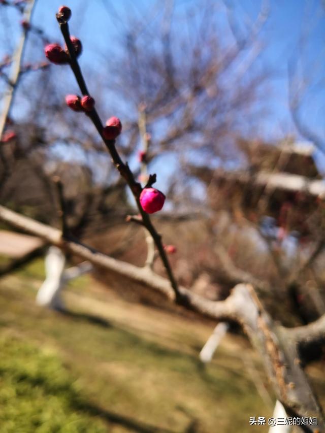 我家有个后花园，一年四季基本都有花开，你知道吗？