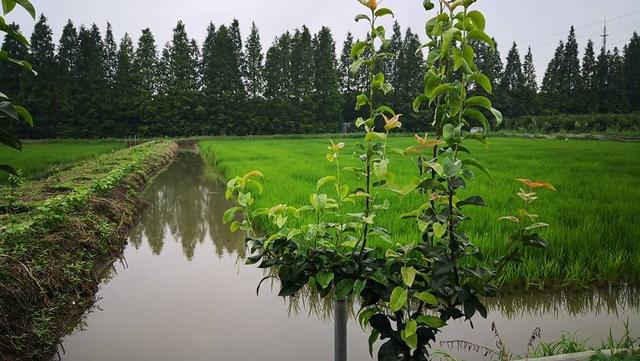 “管结婚还管婚房”，中国黄鳝育种第一人有了研究新方向