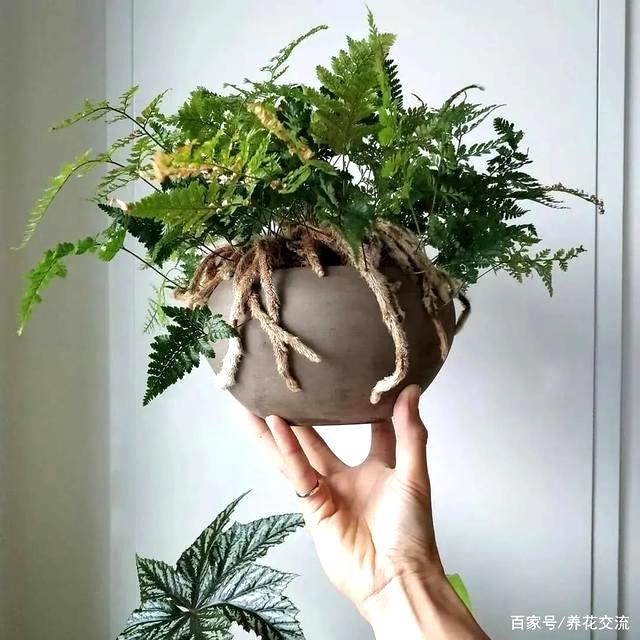 这些软萌的“兔”植物你见过吗？