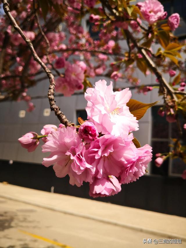 我家有个后花园，一年四季基本都有花开，你知道吗？