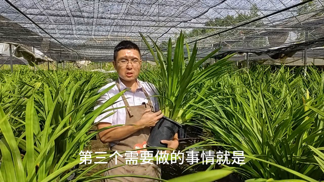 大花蕙兰家庭养植出花芽后怎么办？#涨知识