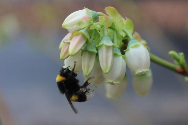 青岛：甜蜜新“蜂”向 熊蜂“光顾”蓝莓增产4成