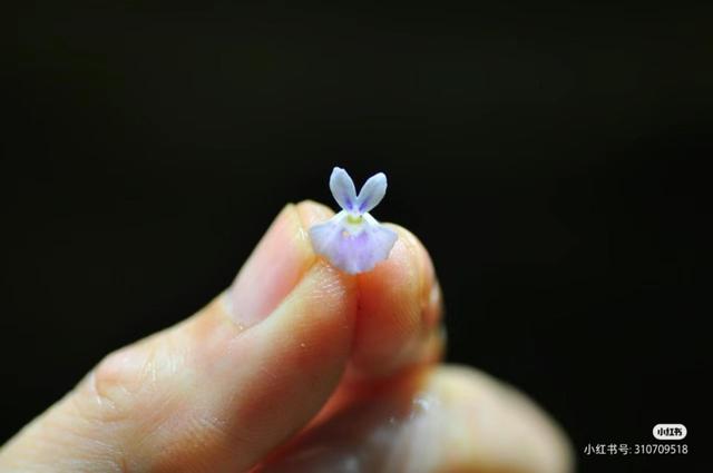 这些软萌的“兔”植物你见过吗？