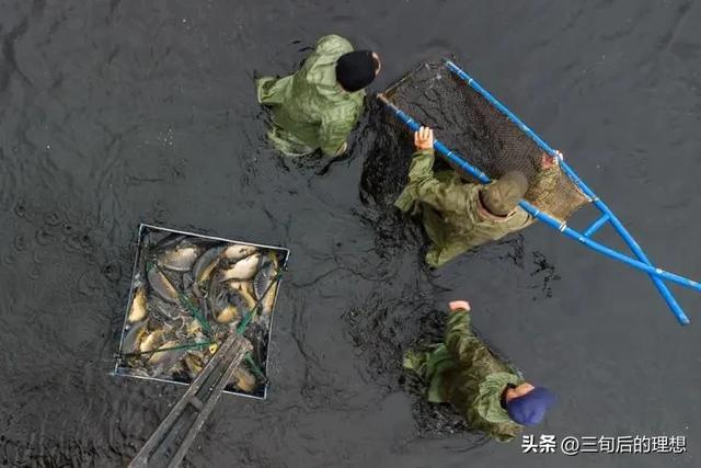 “仿野生”养殖法，如何简单粗暴养好鲤鱼？让黄河鲤鱼跃“龙门”