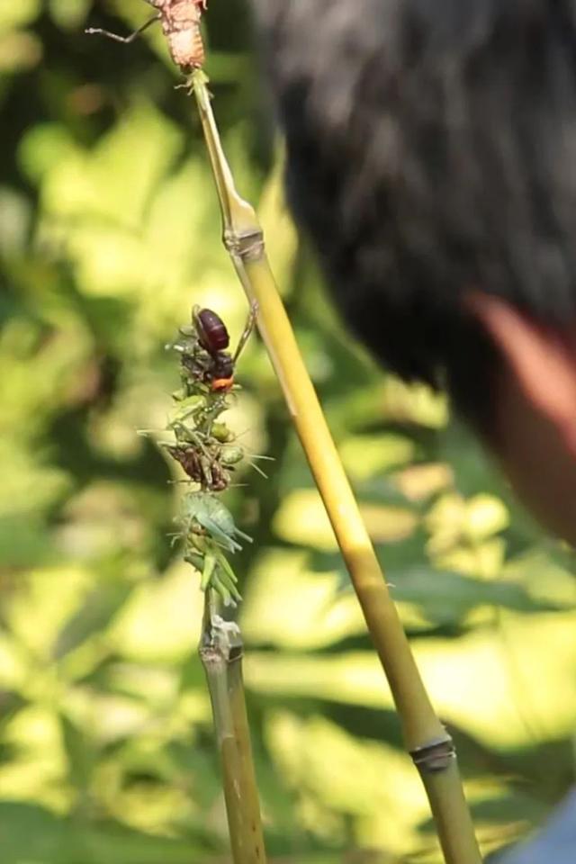 堪比“贝爷”，贵州这个小山村的人抓马蜂有绝招