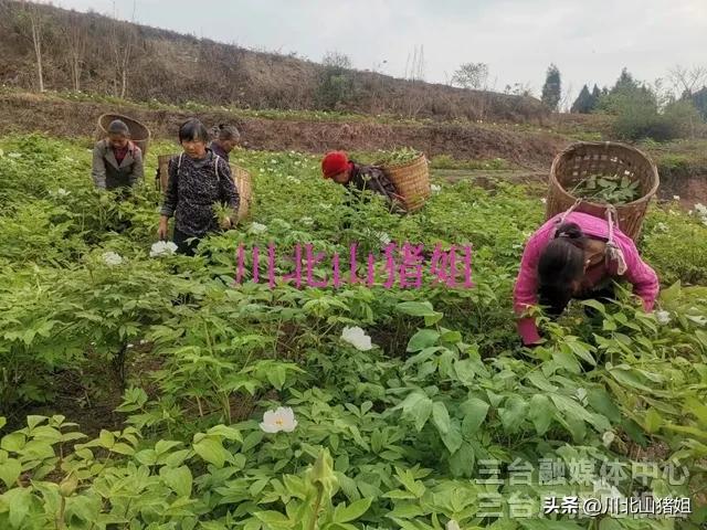 山里养跑山猪的日子