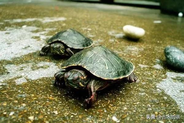 山瑞鳖的生物学特性及人工养殖技术