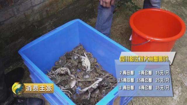 不知怎样辨别真假阳澄湖大闸蟹？记住这一个方法就够了→