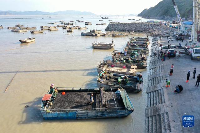 福建霞浦海上“秋收”即景