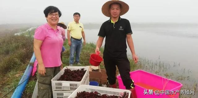 虎年第一笼！这里的反季节小龙虾养殖获重大突破！产值超万