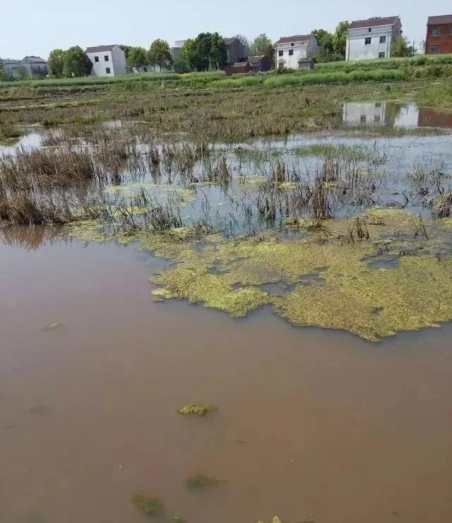 高温多雨天气下，池塘如何科学改底你知道吗？