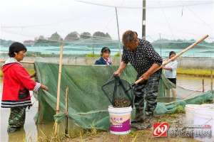 怀化青蛙养殖场(图说怀化｜青蛙生态养殖助力乡村振兴)