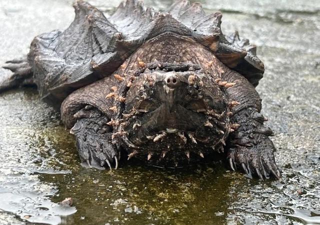 鳞头大鳄龟生物学特性及养殖技术