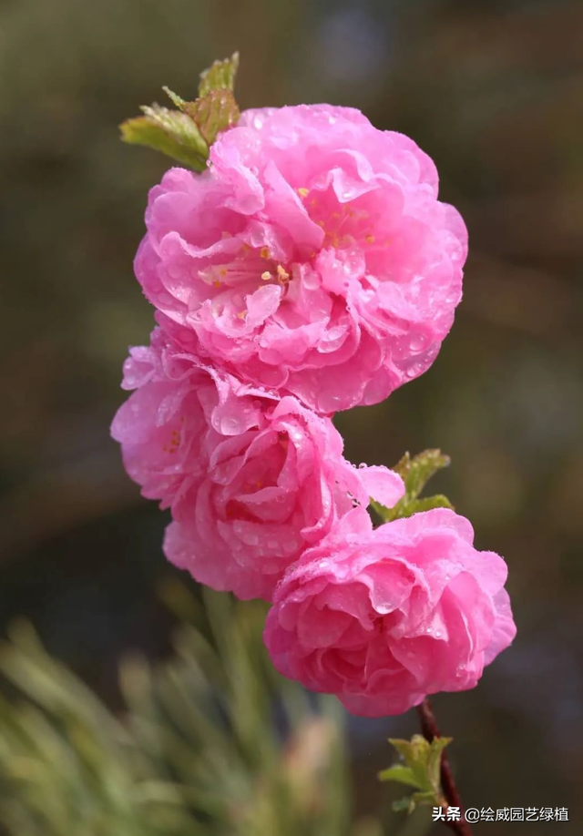 北方花友看过来，这些花抗碱性很强，非常适合种在北方