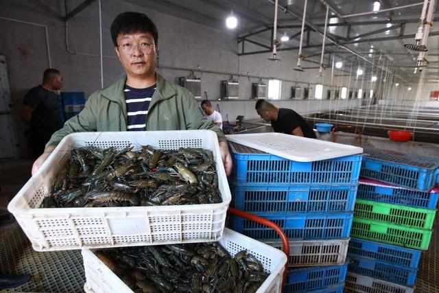 临潼淡水龙虾 走向全国进万家