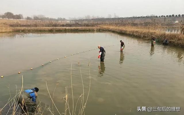 “仿野生”养殖法，如何简单粗暴养好鲤鱼？让黄河鲤鱼跃“龙门”