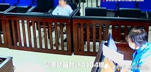 75岁老太种罂粟被判五年，孙女称其“只是以为会开很好看的花”