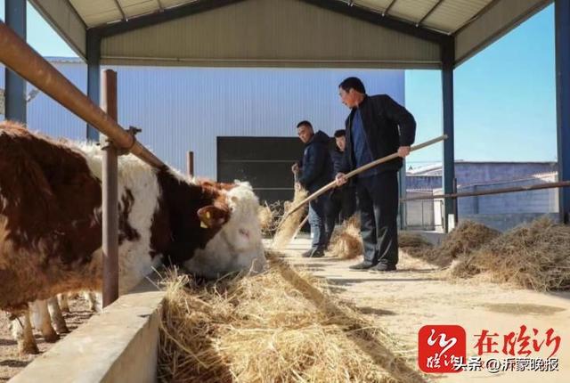 临沂：养牛村的“犇”富路