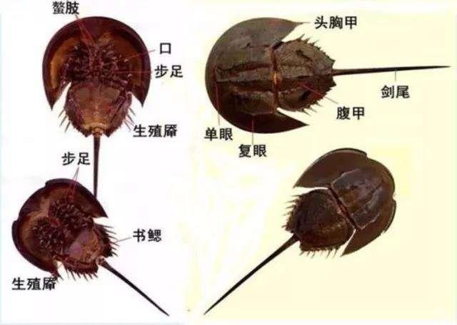 地球上唯一血液蓝色的生物，活了4亿多年，救了人类却救不了自己