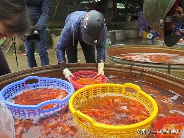 “仿野生”养殖法，如何简单粗暴养好鲤鱼？让黄河鲤鱼跃“龙门”