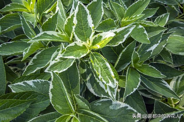 适合重庆种植的盆栽植物以及种植技巧