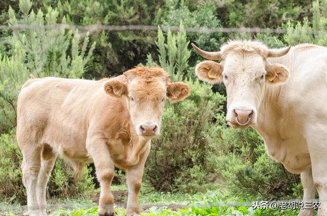 养10头牛究竟能赚多少钱？预计差不多能赚八、九万吧