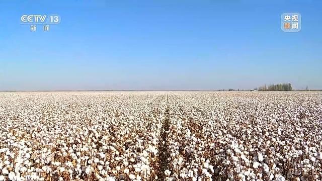 焦点访谈丨深耕科技沃土 培植智慧农业