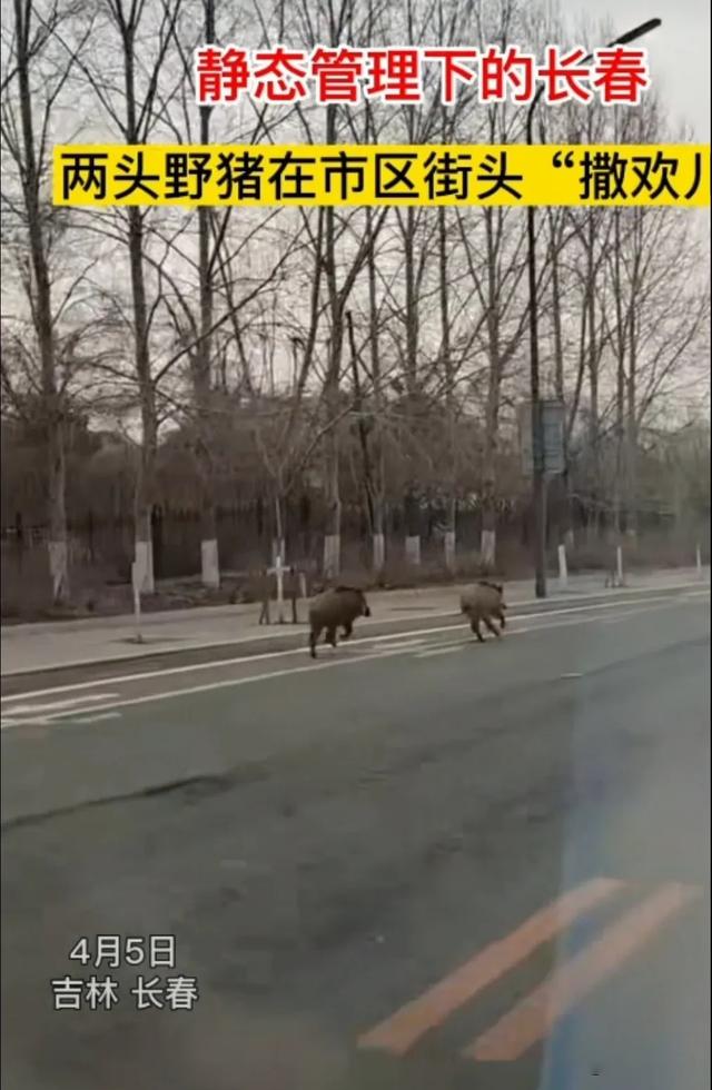 长春街头隔离期惊现2头野猪，没通行证上路乱跑，野猪为何进城？