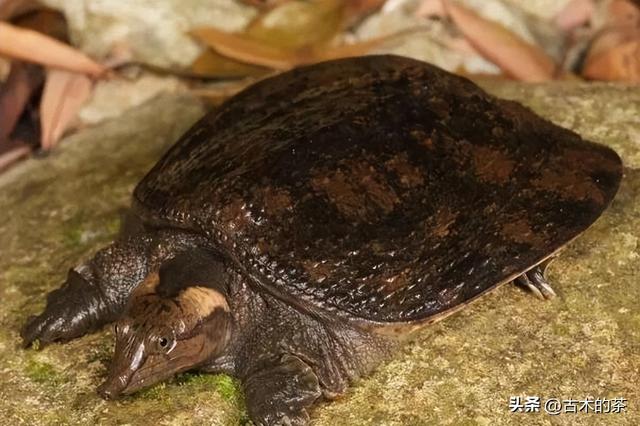 山瑞鳖的生物学特性及人工养殖技术