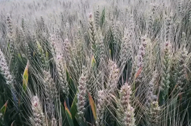 在农村搞种植赚钱，有四种农作物值得考虑，利润高还稳当