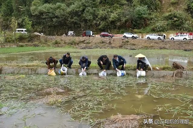 “仿野生”养殖法，如何简单粗暴养好鲤鱼？让黄河鲤鱼跃“龙门”