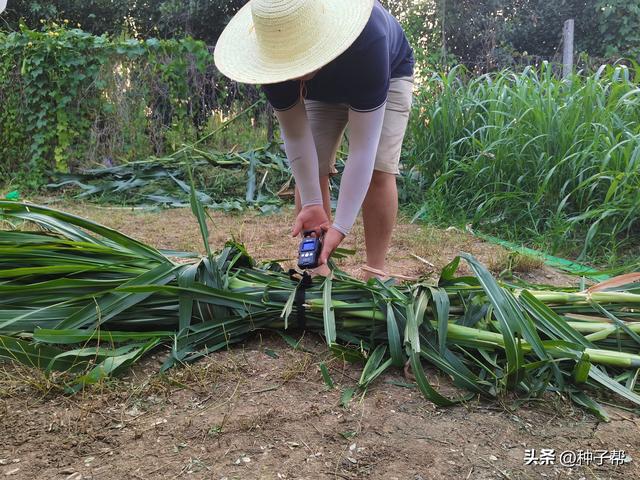 亩产16吨以上，青绿高产饲草—甜象草，到底秋、冬好种植吗？